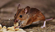 24 Hour & Emergency Exterminators in Utica, NY